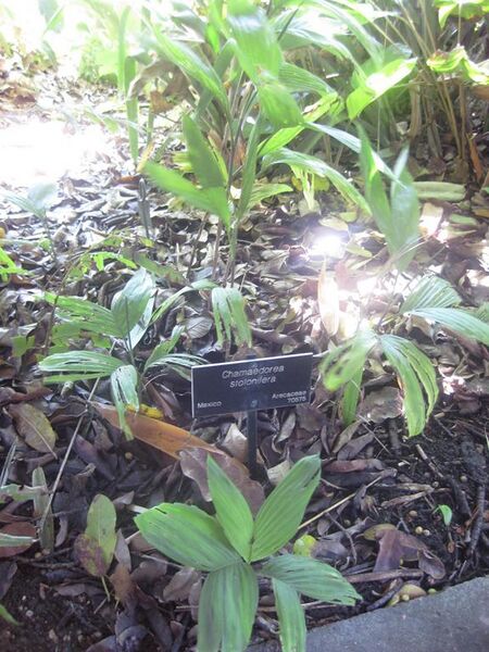 File:576px-IMG 2034 hunt0903.jpg