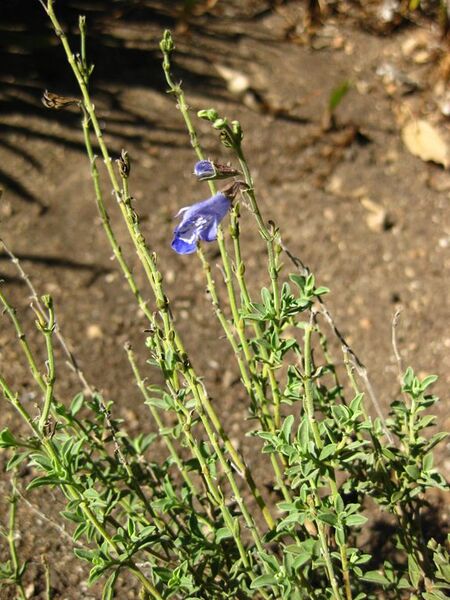 File:576px-IMG 2079 hunt09oct.jpg