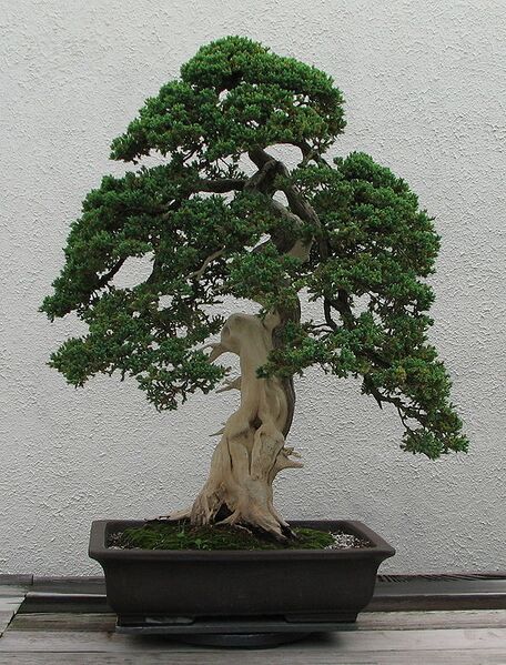 File:584px-Dwarf Japanese Juniper, 1975-2007.jpg