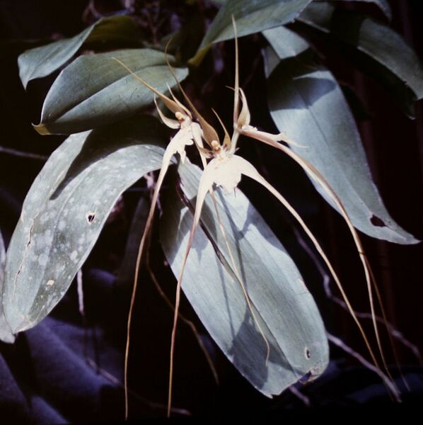 File:766px-Brassia caudata .jpg