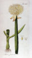Allium fistulosum