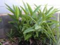 Shell Ginger (Alpinia zerumbet)