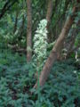 Thumbnail for version as of 16:40, 26 September 2007