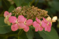 Thumbnail for version as of 03:01, 24 January 2008
