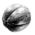 Nut exterior