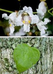 Catalpa speciosa flowers, leaf and bark
