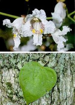 Catalpa speciosa flowers, leaf and bark