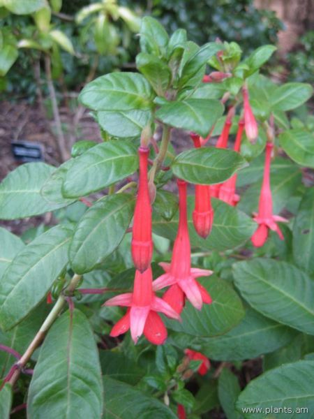 File:Fuchsia cinerea-IMG 7552 sfbg0308.jpg