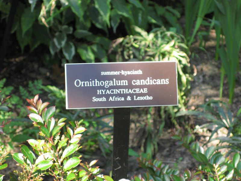 File:IMG 0288 nybg09.jpg