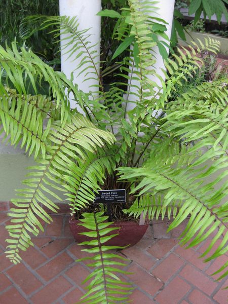 File:IMG 1027 bbg09.jpg