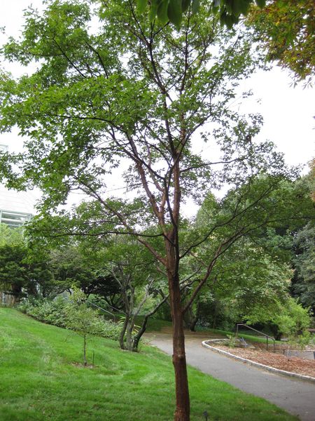 File:IMG 1328 bbg09.jpg