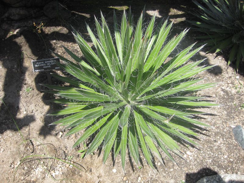 File:IMG 2298 hunt0903.jpg