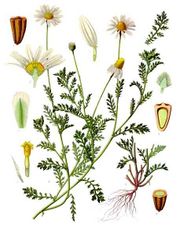 Corn chamomile