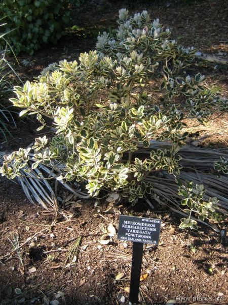 File:Metrosideros kermadecensis-variegata-pohutukawa-IMG 7028 sfbg0308.jpg