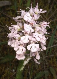 Neotinea tridentata subsp. commutata