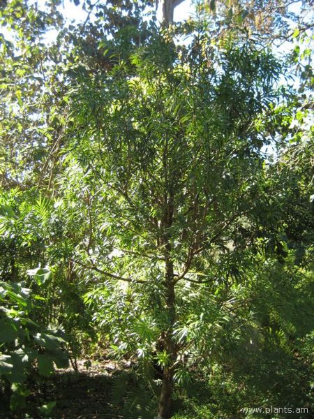 File:Podocarpus matudai-IMG 7985 sfbg0308.jpg