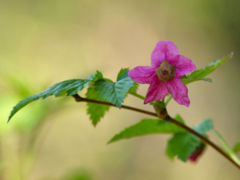 Salmonberry flower