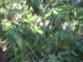 Salvia karwinskii