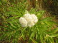 Thumbnail for version as of 07:41, 30 November 2007