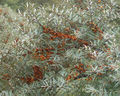 Thumbnail for version as of 16:04, 15 October 2007
