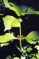 Thumbnail for version as of 17:19, 13 October 2007