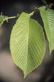 Thumbnail for version as of 16:12, 31 October 2007