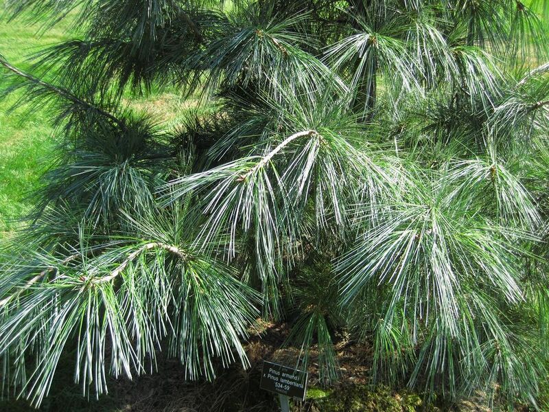 File:1024px-IMG 0318 nybg09.jpg