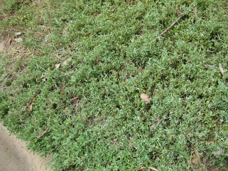 File:1024px-IMG 4542 hunt0904.jpg