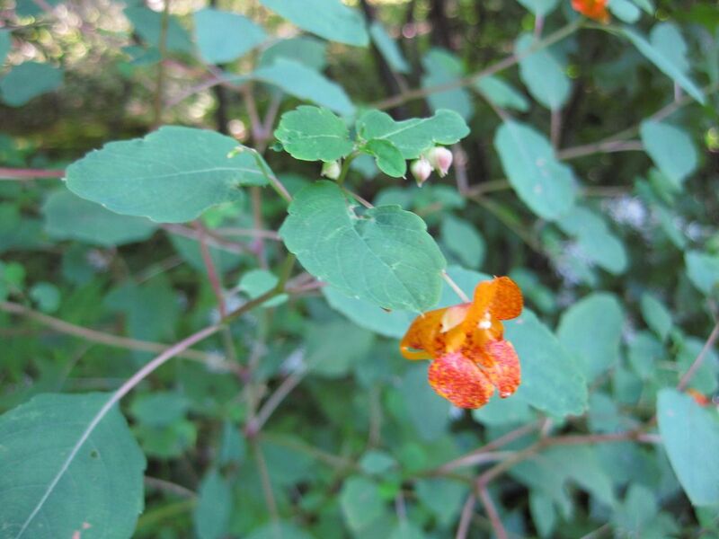 File:1280px-IMG 0354 nybg09.jpg