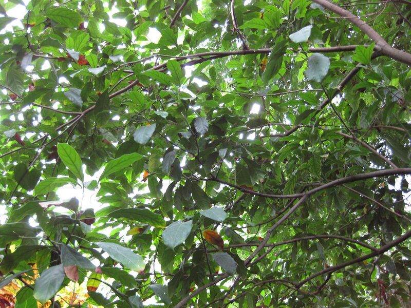 File:1280px-IMG 1121 bbg09.jpg