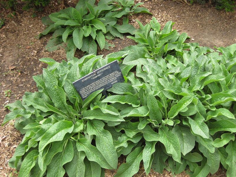 File:1280px-IMG 5234 hunt0904.jpg