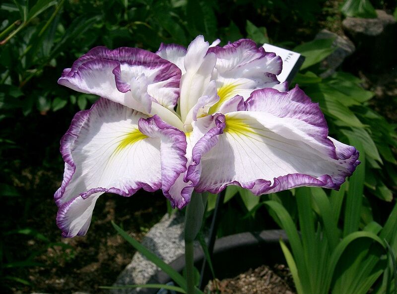 File:1280px-Iris ensata cv kumoinogan.jpg