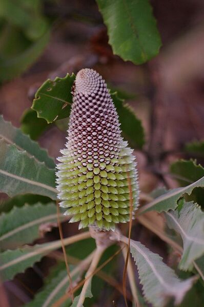 File:510px-Banksia menziesii gnangarra 33.JPG
