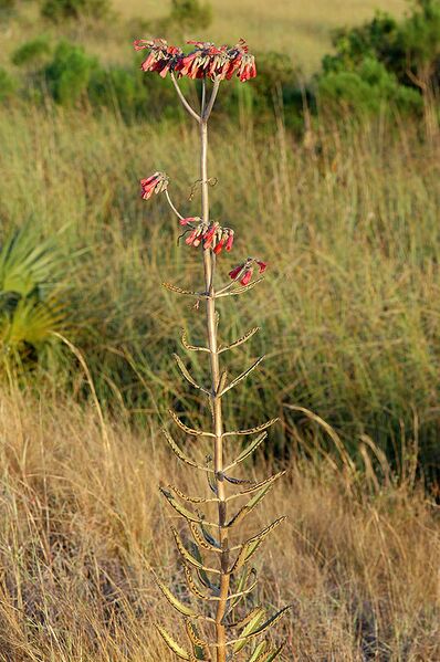 File:510px-Kalanchoe daigremontiana full.JPG