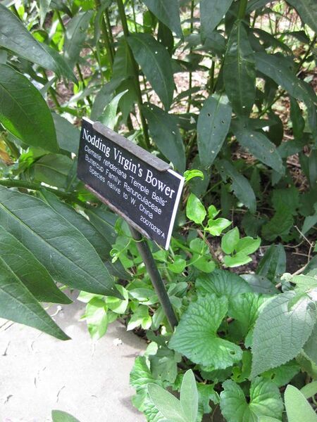 File:576px-IMG 0711 bbg09.jpg