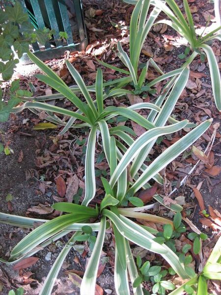 File:576px-IMG 1846 hunt09oct.jpg