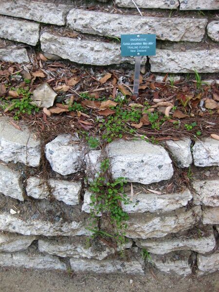 File:576px-IMG 2600 ucla09.jpg