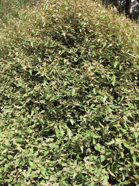 File:576px-IMG 4588 hunt0904.jpg