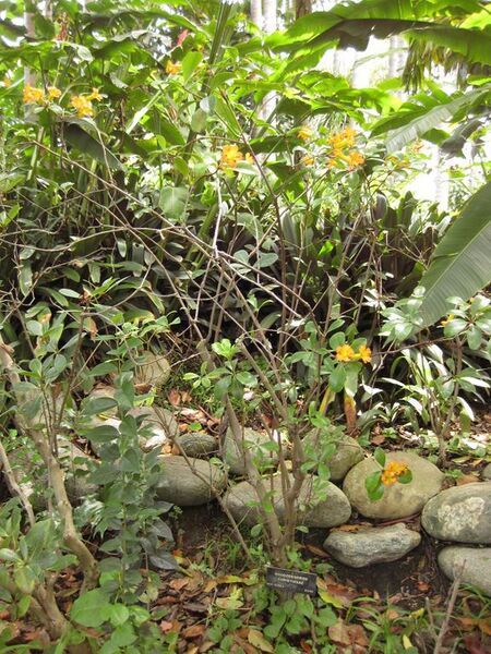 File:576px-IMG 7510 hunt09jun.jpg