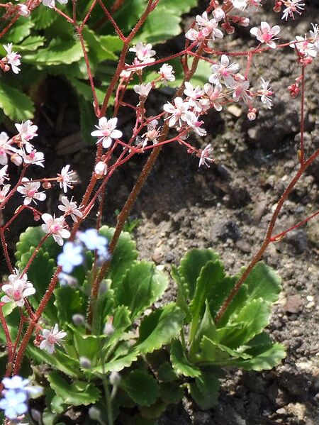 File:577px-Saxifraga umbrosa a3.jpg