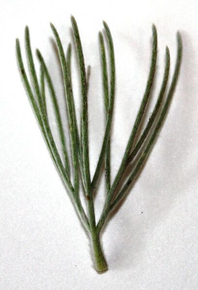 File:699px-Adenanthos sericeus leaf.JPG