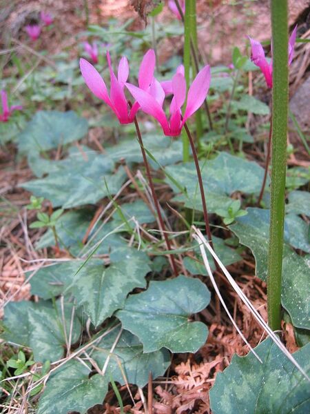 File:768px-Cyclamen repandum.jpg