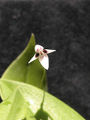 Thumbnail for version as of 07:16, 26 June 2007