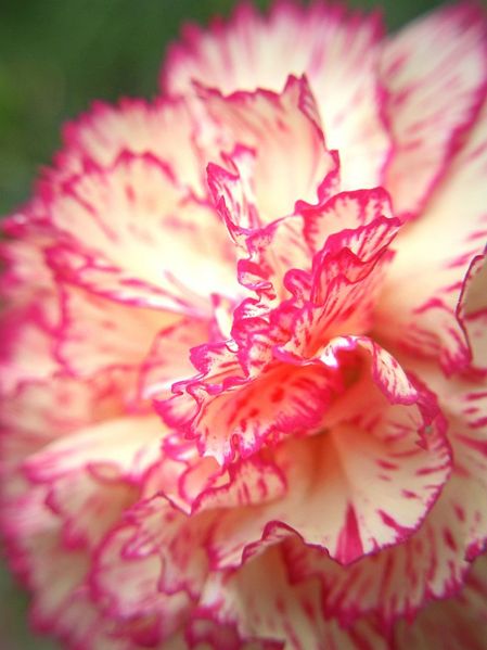 File:Carnation-6537.jpg