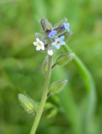 Forget-me-not (Myosotis discolor)