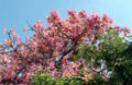 Thumbnail for version as of 15:06, 19 February 2008
