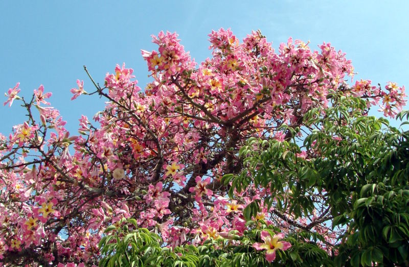 File:Chorisia speciosa.jpg