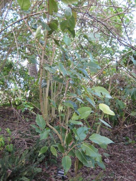 File:Coccoloba hondurensis-IMG 7411 sfbg0308.jpg