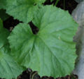 The leaf of a honeydew