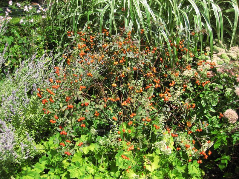 File:IMG 0038 nybg09.jpg